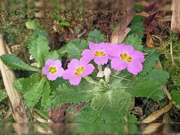Dwarf East-Himalayan Primrose
